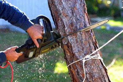Specialized Tree Surgeons